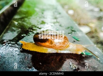 Un'immagine della lumaca di terra con sfondo sfocato Foto Stock