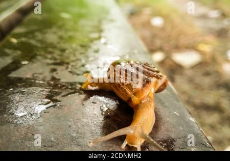 Un'immagine della lumaca di terra con sfondo sfocato Foto Stock