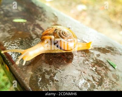 Un'immagine della lumaca di terra con sfondo sfocato Foto Stock