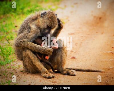 Babbuini scimmie nella savana africana. Tsavo West, Kenya Foto Stock