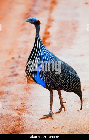 Il guineafonlo di Vulturine. Safari a Tsavo Ovest, Kenya, Africa Foto Stock