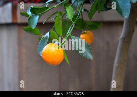 Arancio succoso con foglie verdi appese al ramo di un albero arancione. Foto Stock