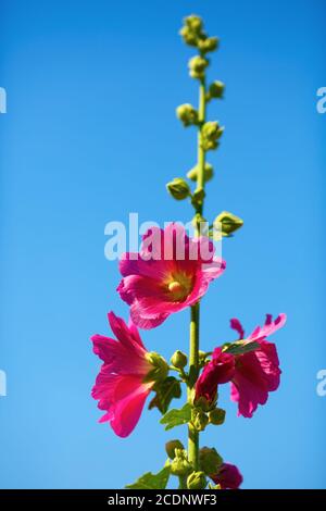 Luminose hollyhock fiori Foto Stock