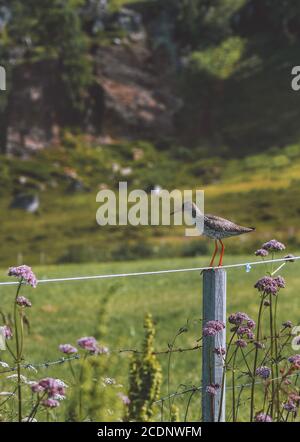 Sandpiper rosso uccello in Norvegia fauna selvatica estate stagione habitat naturale paesaggio di montagna Foto Stock