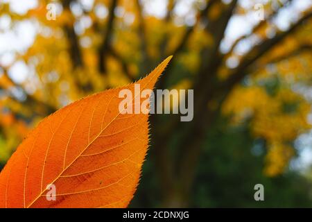 Primo piano con focalizzazione selettiva su una colorata foglia d'autunno arancione. Albero con foglie gialle sullo sfondo sfocato. Foto Stock