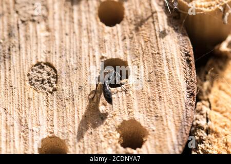 Piccolo legno wasp Trypoxylon figulus fare un nido in vecchio tronchi di legno Foto Stock