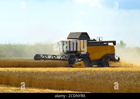 Kombain raccoglie sulla coltivazione di grano. Macchine agricole nel campo. Foto Stock