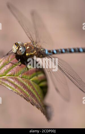 La libellula Aeshna affinis pende da una foglia. Mettere a fuoco gli occhi facet, lo sfondo sfocato, la profondità di campo stretta. Immagine verticale Foto Stock