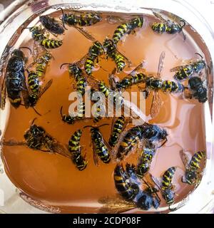 Wasps annegò in una trappola fatta in casa, la Francia Foto Stock