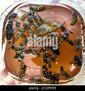 Wasps annegò in una trappola fatta in casa, la Francia Foto Stock