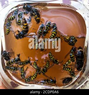 Wasps annegò in una trappola fatta in casa, la Francia Foto Stock