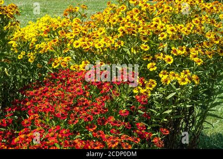 Fiori da giardino agosto Heleniums erbacea confine estate giallo rosso, perenni facili che aumentano di dimensioni ogni anno, eccelleranno in pieno sole Foto Stock