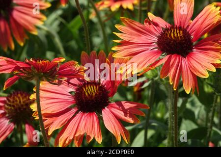 Agosto giardino fiori coperta rossa fiore Gaillardia aristata Goblin Foto Stock