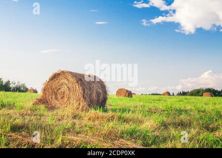 Balle di fieno in un campo Foto Stock