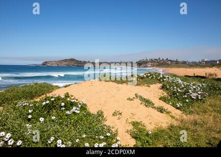 Spiaggia di Sydney Mona vale sulla costa orientale di Sydney In un giorno di inverni cielo blu, Sydney, Australia Foto Stock