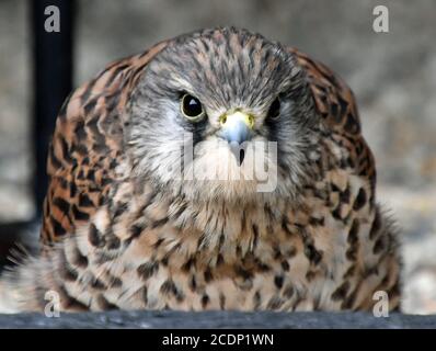 Kestrel al Suffolk Owl Sanctuary, Stonham Aspal, Suffolk, Regno Unito Foto Stock