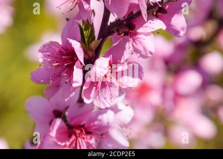 Blooming wild peach in giardino Foto Stock