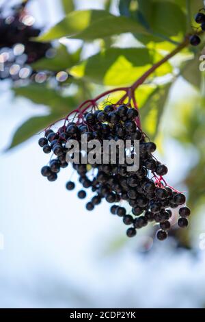 Bacche di 'Sambucus Nigra' (mirtillo nero) - grappolo di frutta appeso ad un albero Foto Stock