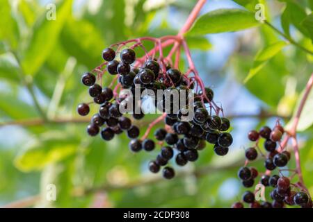Bacche di 'Sambucus Nigra' (mirtillo nero) - grappolo di frutta appeso ad un albero Foto Stock