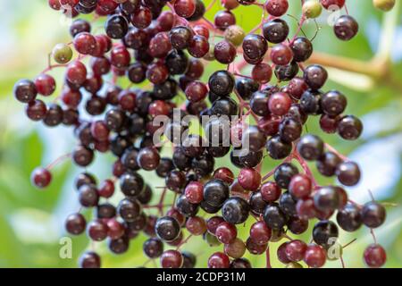 Bacche di 'Sambucus Nigra' (Black Elderberry) - grappolo di frutta appeso da un albero, primo piano Foto Stock