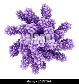vista dall'alto dei fiori di lupino viola in vaso isolato sfondo bianco Foto Stock