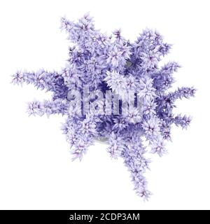 Vista superiore del lupino viola fiori in vaso di vetro isolato su sfondo bianco Foto Stock