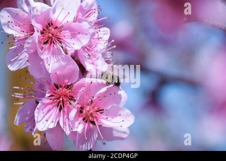 Impollinazione dei fiori da parte delle api di pesche. Foto Stock