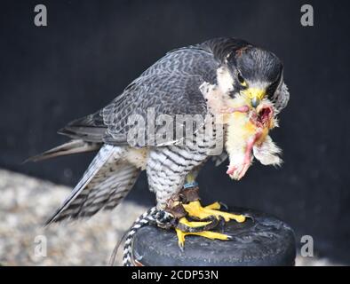 Peregrine Falcon mangiare preda a Suffolk Owl Sanctuary, Stonham Aspal, Suffolk, Regno Unito Foto Stock