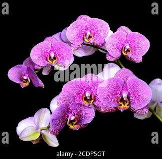 Fiori di orchidea rosa isolati su nero Foto Stock