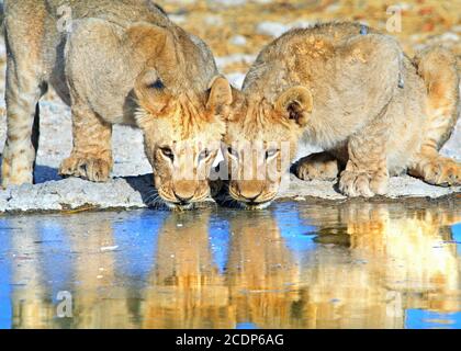 Due Leoni con testa in giù che bevono da una buca d'acqua con il buon riflesso e la luce del sole dorata, riserva di Ongava, Namibia Foto Stock