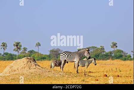 Pianure zebra che si trova sulla vasta prateria secca gialla nel Parco Nazionale di Hwange, Zimbabwe, Foto Stock