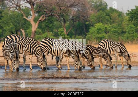 Una linea retta di Zebre con teste giù in unisono che beve da una buca d'acqua nel Parco Nazionale di Hwange, Zimbabwe, Africa del Sud Foto Stock