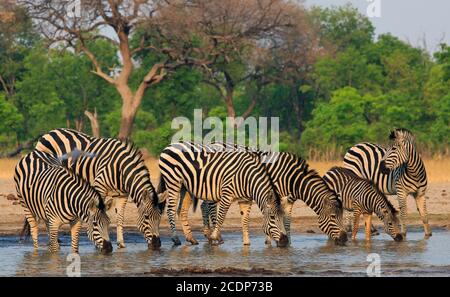 Mandria di Burchell Zebra con teste giù bere da un waterhole con sfondo naturale cespuglio Foto Stock