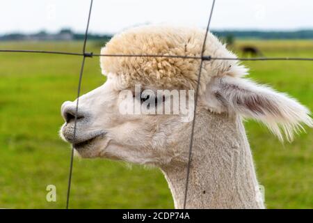 Cute peruviana rifilata Alpaca sulla fattoria di Alpaca in Estonia del Sud. Foto Stock