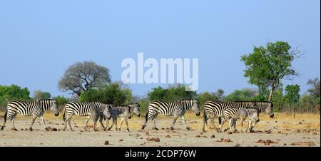 Mandria di pianure Zebra che attraversa la savana arida asciutta con un cespuglio naturale e lo sfondo azzurro del cielo. Parco nazionale di Hwange, Zimbabwe Foto Stock