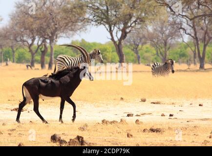Bella Antelope Sable con oxpeckers sulla schiena con zebra sullo sfondo in piedi sulle pianure africane giallo secco nel Parco Nazionale di Hwange, Zi Foto Stock
