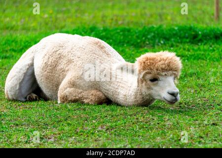 Cute peruviana rifilata Alpaca sulla fattoria di Alpaca in Estonia del Sud. Foto Stock