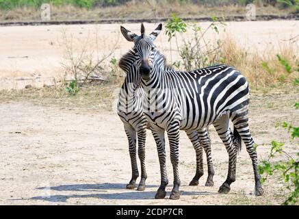 Coppia di Chapman Zebras sulle pianure aperte nel South Luangwa National Par, Zambia Foto Stock