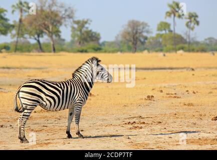 La zebra delle pianure è conosciuta anche come una zebra burchell che si erge sulle pianure secche dell'erba gialla nel Parco Nazionale di Hwange, con un cielo azzurro chiaro e pallido - Zimbabwe Foto Stock