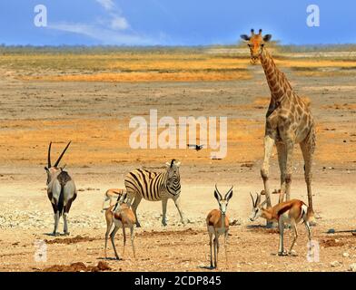 Giraffe, Gemsbok Oryx, Zebra e Impala in piedi sulle aride pianure asciutte nel Parco Nazionale di Etosha, Namibia Foto Stock