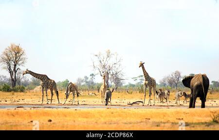 Vista panoramica del buco d'acqua di Makololo brulicante di fauna selvatica tra cui giraffe, elefanti e zebre - è visibile la foschia di calore. Parco nazionale di Hwange, Zimb Foto Stock