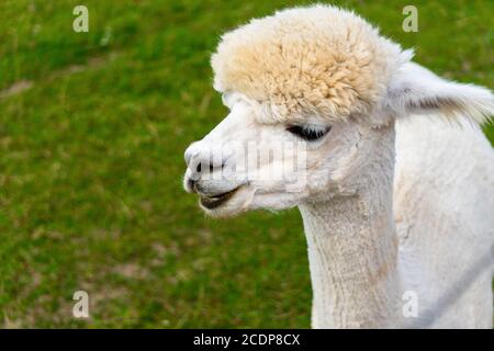 Cute peruviana rifilata Alpaca sulla fattoria di Alpaca in Estonia del Sud. Foto Stock