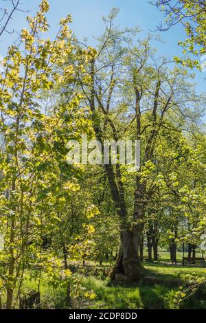 Il più antico lime albero ex Baille-Maille calce viale visto dal Di fronte al fiume White Main Foto Stock