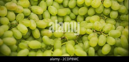 Le fragole verdi e pesanti maturate di deliziose uve su rami sottili si trovano nel negozio di alimentari. Ricco raccolto di frutta dolce. Foto Stock