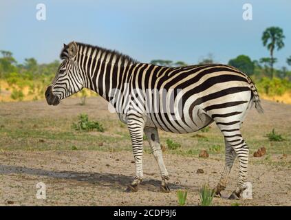 Lone Zebra si trova sulle pianure africane nel Parco Nazionale di Hwange, Zimbabwe Foto Stock