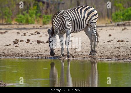 Lone zebra accanto a un buco d'acqua con testa giù bere Foto Stock