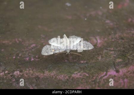 La comune falena bianca, Leucoma salicis, nuotando intorno ad un bagno di uccello circa annegare. Foto Stock