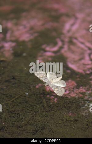 La comune falena bianca, Leucoma salicis, nuotando intorno ad un bagno di uccello circa annegare. Foto Stock