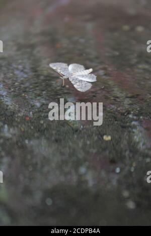 La comune falena bianca, Leucoma salicis, nuotando intorno ad un bagno di uccello circa annegare. Foto Stock