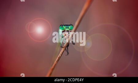 carino damselfly verde mangiare qualche piccolo insetto su un ramo, sottile e fragile creatura ma temprapieno predatore per i piccoli. macro foto Foto Stock
